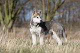 ALASKAN MALAMUTE 870